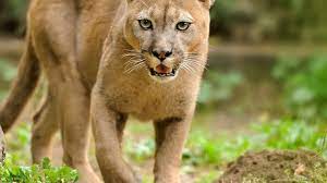 States are now eligible for $10 we are happy to offer free online returns for orders placed on puma.com within 45 days of purchase. Tierlexikon Puma Geolino