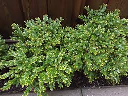 Check spelling or type a new query. My Boxwoods Have A Yellow Leaf Edge Deficiency Ubc Botanical Garden Forums