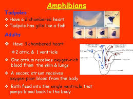 Check spelling or type a new query. Circulatory System Headings Vocabulary Important Info Functions Of