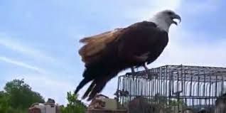 We did not find results for: 7 Elang Bondol Dilepasliarkan Di Langkat Merdeka Com