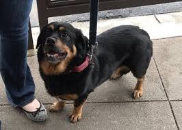 Black And White Corgi Dachshund Mix 4 Rottweiler Corgi Mix Rottweiler Mix Corgi