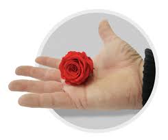 How long $1 million lasts in retirement. Preserved Roses Everything You Need To Know