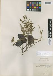 Image result for Malouetia mildbraedii