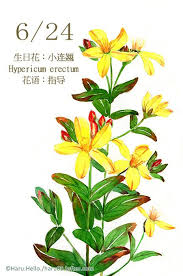 生日花6 24 生日花 小 haru hello flower drawing plant illustration watercolor flowers