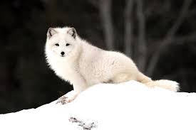 110 Arctic Fox Hd Wallpapers Background Images