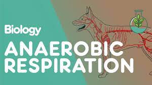 Why do scientists think that. What Is Anaerobic Respiration Physiology Biology Fuseschool Youtube
