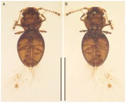 Image result for Pycreus fibrillosus