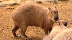 El carpincho o capibara es el roedor viviente más grande del mundo. Conoce A Los 8 Animales Con Los Ojos Mas Enormes Del Mundo Cuanto Viven Los Animales
