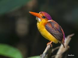Rufous Backed Kingfisher Kingfisher Backyard Birds Beautiful Birds
