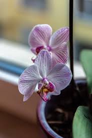 Bices florist in fort worth. 10 Lucky Plants That Will Bring Good Luck And Wealth To Your Home