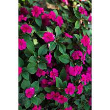 Accent Rose Impatiens