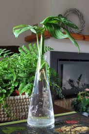 Monstera Adansonii La Planta De Queso Suizo Cultivo En Interior