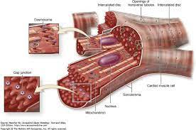 Desmosomes And Gap Junctions In Cardiac Muscle Adjacent Muscle Fibers Gap Junctions Intercalated Discs Desmos Cardiac Muscle Cell Cardiac Muscle Gap Junction
