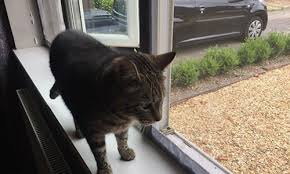 The product is excellent for smaller cats as they the effectiveness of window screens is often down to the fitting of the net or mesh and also how obstructive your cat is, sometimes more. Flat Cats Window Protection Screens For Cats