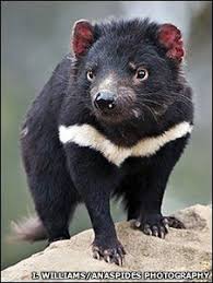 Convenientemente, el demonio de tasmania fue elegido como el símbolo de el parque nacional de tasmania y de los servicios de vida silvestre. Demonio De Tasmania
