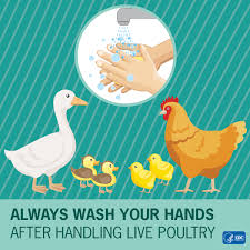 More than 900 people have contracted it from backyard poultry this year — the highest number ever — and the trend is expected to continue. Outbreak Of Salmonella Infections Linked To Backyard Poultry Cdc