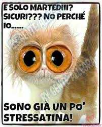 Buongiorno Martedi Immagini Per Whatsapp Proverbibelli It Immagini Divertenti Buongiorno Martedi Divertente