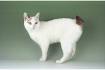 Japanese Bobtail - Price, Personality, Lifespan
