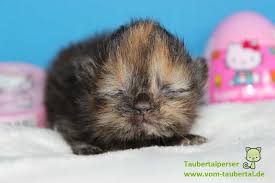 In den ersten tagen nach der geburt sollte man die katzenbabys möglichst ungestört bei ihrer mutter lassen. Jetzt Geht Sie Wieder Los Die Kittenzeit Taubertalperser