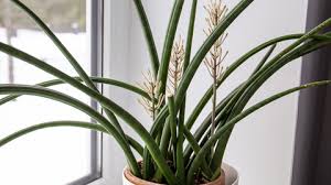 Image result for Sansevieria dooneri
