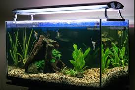Fish tanks require a lot of cleaning due to algae growth and waste from the fish. The 25 Best Aquarium Fish Tank Lights Of 2020 Pet Life Today