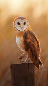 Owl Wallpaper Owl Wallpaper Owl Wallpaper Iphone Barn Owl