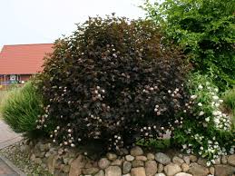 Dunkelrote Blasenspiere Diabolo Physocarpus Opulifolius Diabolo Baumschule Horstmann How to trim a diablo ninebark tree.