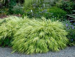 Variegated japanese silver grass monrovia variegated. Types Of Ornamental Grasses Diy