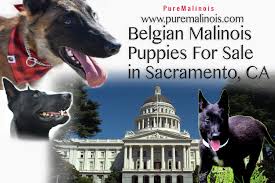 We did not find results for: Belgian Malinois Breeders Sacramento California Pure Malinois