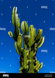 Image result for Euphorbia crebrifolia