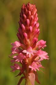 Image result for Satyrium buchananii