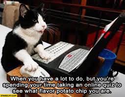 Read on for some hilarious trivia questions that will make your brain and your funny bone work overtime. When You Have A Lot To Do But You Re Spending Your Time Taking An Online Quiz To See What Flavor Potato Chip You Are Cat Starecat Com