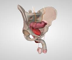 As you are probably aware, both normal prostate cells and prostate cancer cells manufacture psa. About Your Prostate Surgery Memorial Sloan Kettering Cancer Center