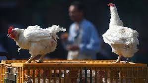 Every bird flu story from every site is brought to you automatically and continuously 24/7, within n.b. Iran Reports H5n8 Bird Flu In Backyard Poultry Oie Arab News