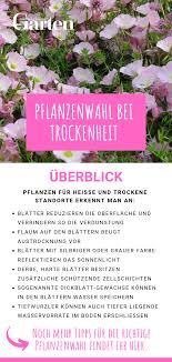 Dauerhaft Schon Trotz Hitze Und Trockenheit Pflanzen Garten Pflanzen Garten