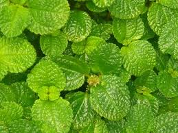 Image result for Pilea rivularis