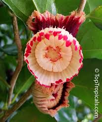 Image result for Napoleonaea