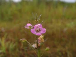 Image result for Geigeria filifolia