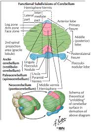 Image result for Cerebellar Function Test
