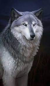 elise adli kullanicinin the wolf within panosundaki pin cilgin disi kedi beyaz kurt hayvan resimleri