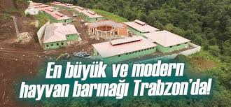 En Buyuk Ve Modern Hayvan Barinagi Trabzon Da Sebat Haber Haber Sizsiniz
