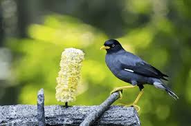 Burung gelatik belong atau gelatik jawa (padda oryzivora) merupakan salah satu burung monomorfik atau termasuk dalam kurung yang sulit dibedakan jenis kelaminnya jika berdasarkan bentuk tubuh. 5 Manfaat Memelihara Burung Jalak Kebo Yang Perlu Diketahui Arenahewan Com