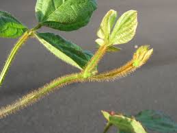 Image result for Calopogonium mucunoides