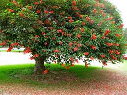 Image result for Erythrina crista-galli