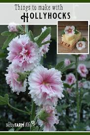 Usually known now as rust disease, it progressively weakens the plant, disfiguring its leaves with. 5 Things To Make With Hollyhocks