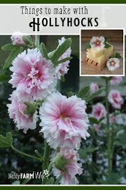 They are native to asia and europe. 5 Things To Make With Hollyhocks