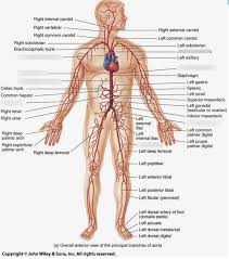 Arteries labeled diagram major arteries in the body anatomy chart body all blood vessels transport blood either from the heart to the body or from the body heart diagram labeled med health daily. Arteries Diagram 1 Diagram Quizlet