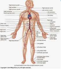 When the arteries are healthy, they are capable of autoregulating themselves to maintain the coronary blood flow at levels appropriate to the needs of the heart muscle. Arteries Diagram 1 Diagram Quizlet