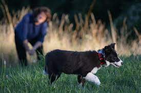 Finding The Best Border Collie Puppies For Sale Near You Bordercolliehealth