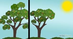 • trees pruned in early winter may be damaged by subzero temperatures that occur after pruning. 3 Ways To Prune A Fruit Tree Wikihow